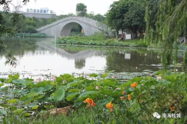 桂城最美初夏，带你赴一场花海美食盛宴