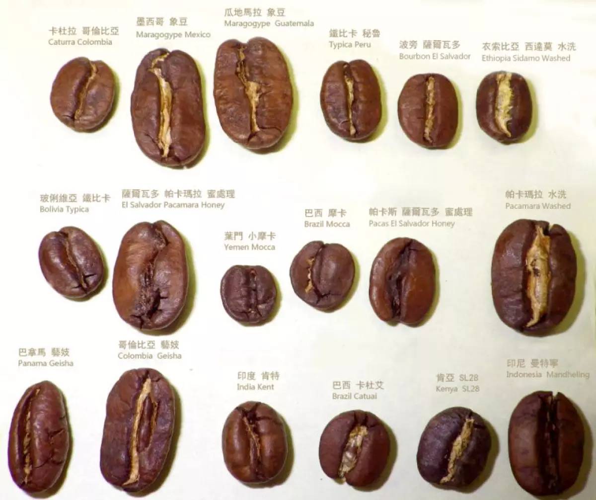 咖啡豆的性別之謎：認識何謂「公豆」 @ 老王的咖啡手札 :: 痞客邦