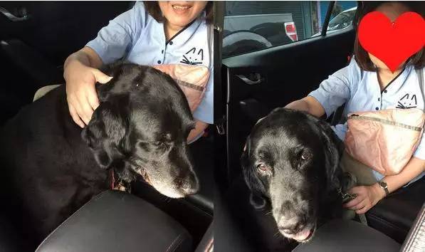 老了的导盲犬在街边没人问候，被暖心的出租车司机带回家