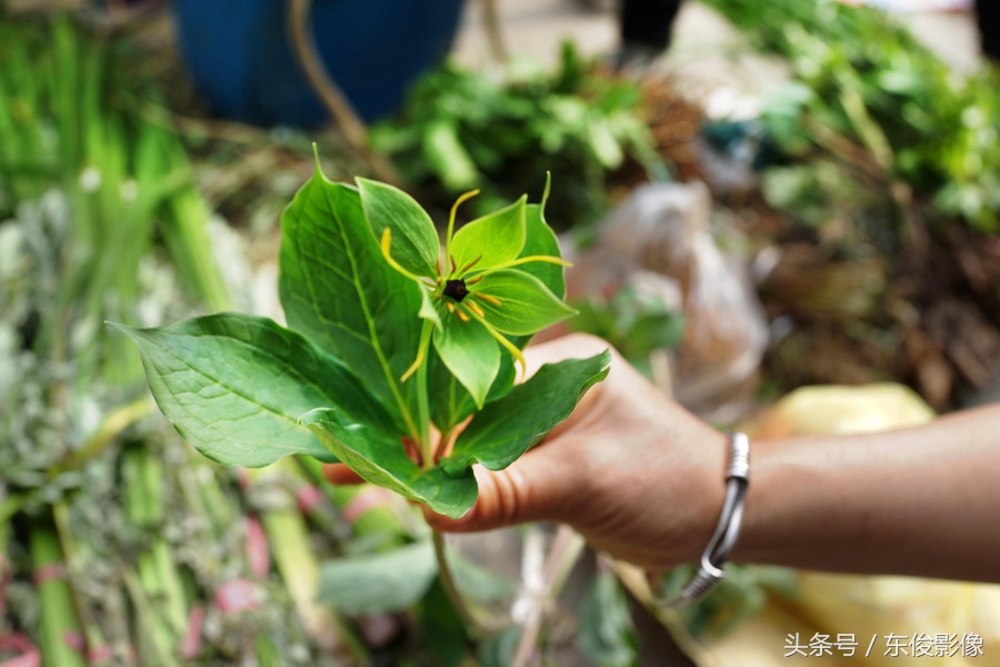 贵阳:端午百草入药,男子带药书现场销售百草市民买个明白