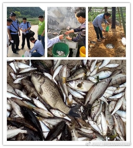 村主任周建防称,有人在大元溪毒鱼