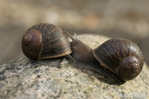 一只左撇子蜗牛的坎坷情路，科学家曾帮它全球征婚