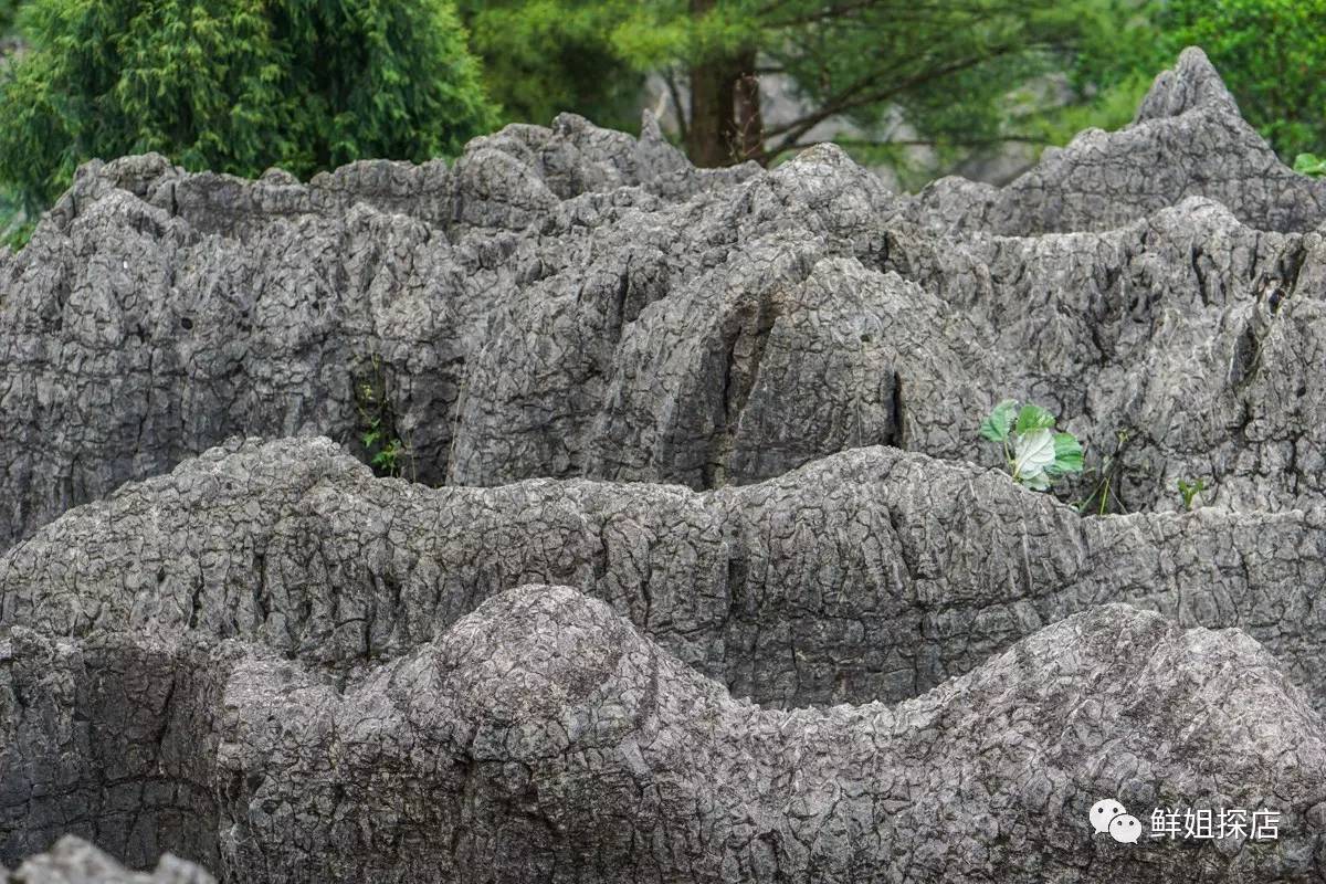 耙耳朵石——龙鳞石海藏着一个惊天大秘密:酷似耳朵形状的石头,有一个