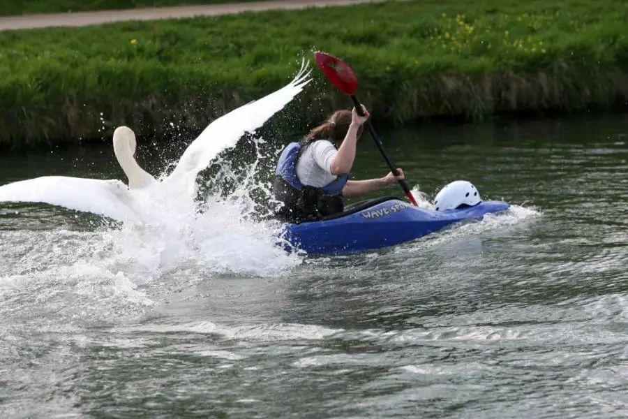 英国剑桥河一只天鹅以袭击游客为乐，凶猛背后原因