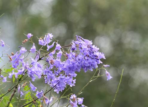 凤凰花,蓝花楹,向日葵…深圳这些花都开好了,就等你和相机!