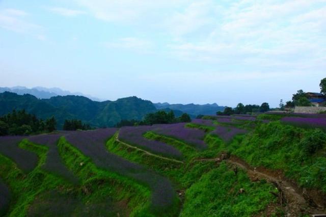 张家界包公山薰衣草绽放