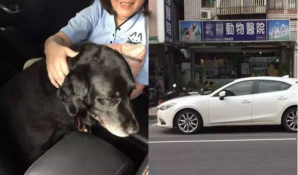 老了的导盲犬在街边没人问候，被暖心的出租车司机带回家