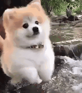 这么可爱的博美,放到水上会自动的狗刨,真是太好玩了!