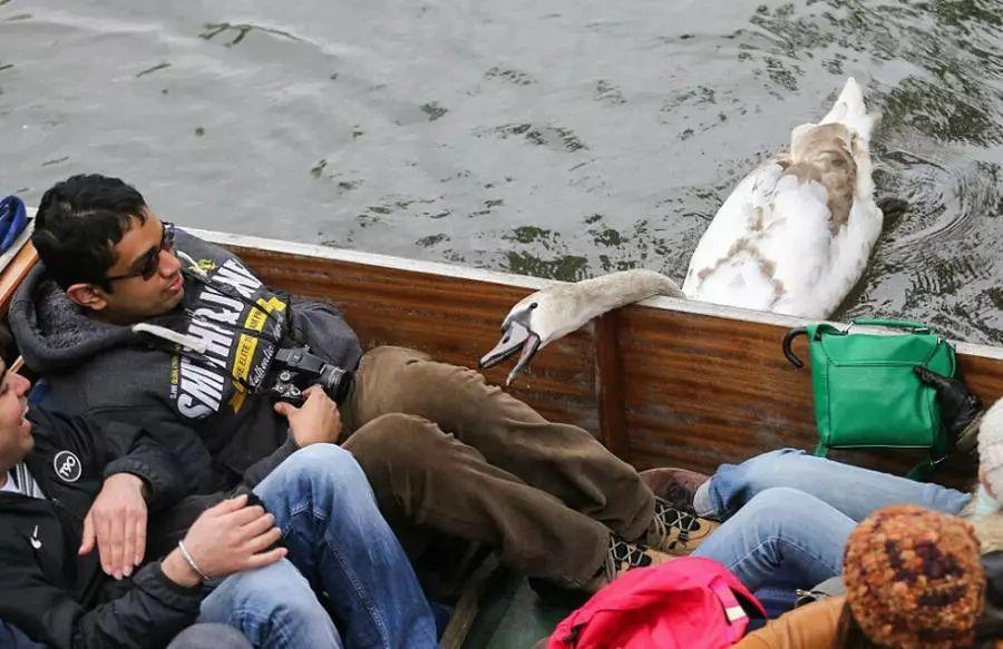 英国剑桥河一只天鹅以袭击游客为乐，凶猛背后原因