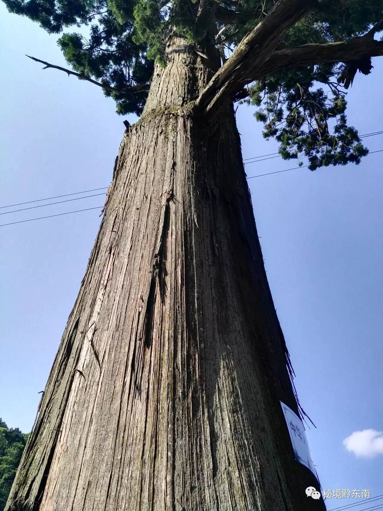 【纪实】格头苗寨—隐藏在雷公山深处的中国秃杉之乡