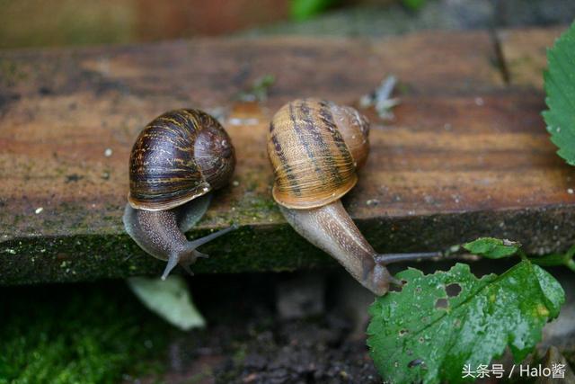 一只左撇子蜗牛的坎坷情路，科学家曾帮它全球征婚