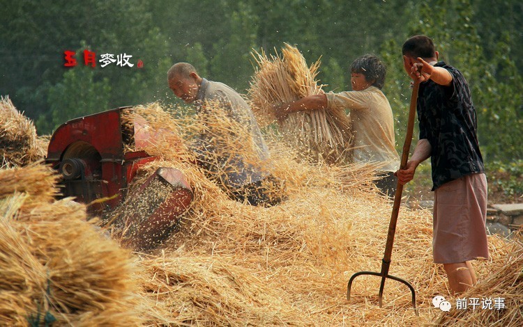 又是一年麦黄时,从农村走出来的城里人,还记得那些年麦收的情景吗?