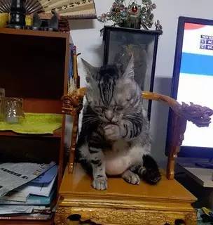 网友买了把龙椅要给神明坐，没想到猫咪看到后，竟然...