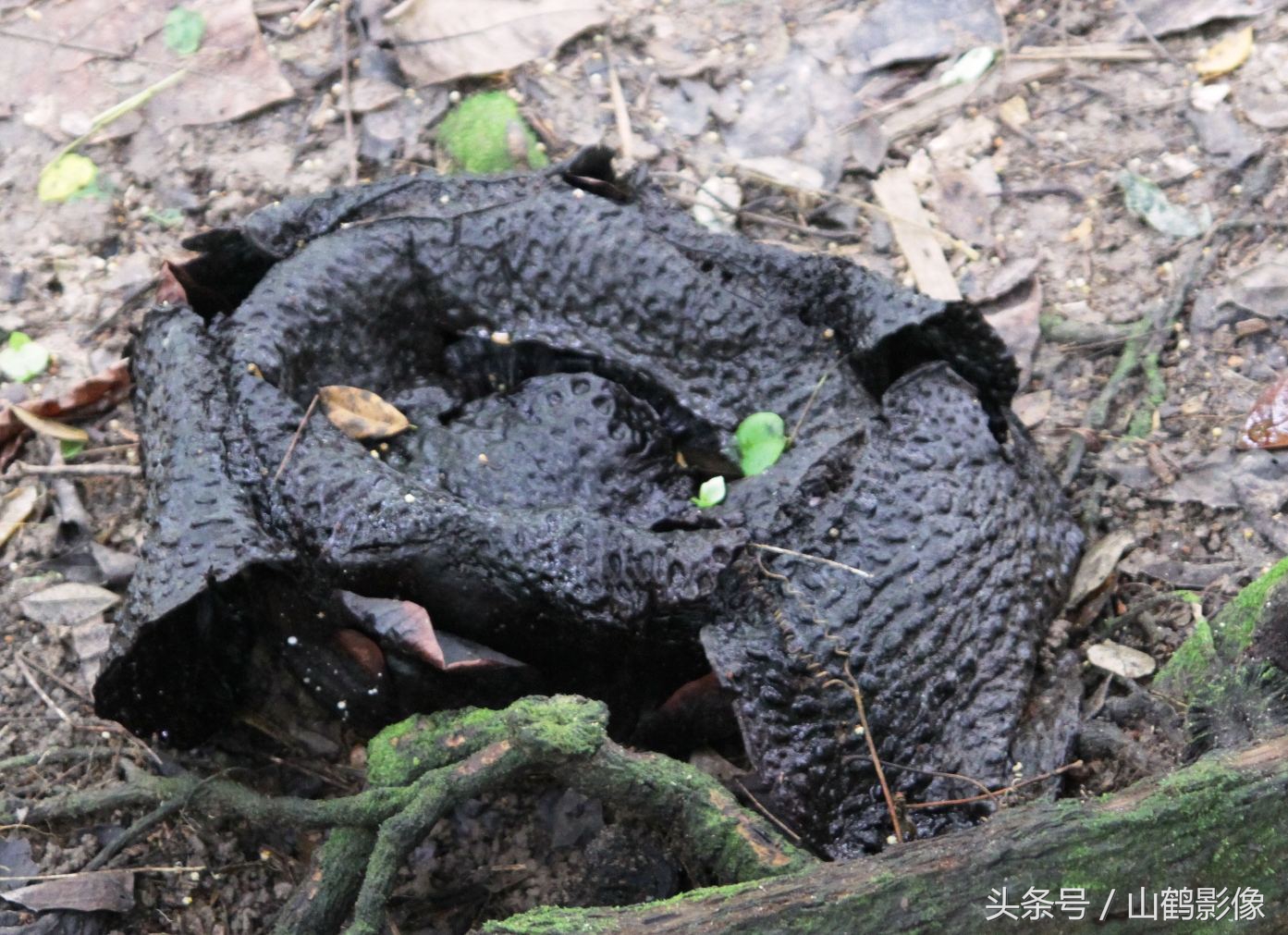 摄影欣赏大王花