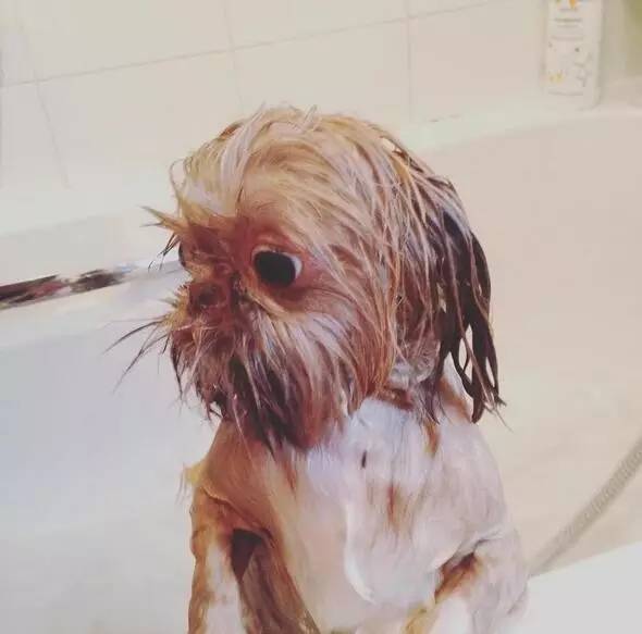 我家萌萌哒的狗子呢？洗澡怎么变成了这幅样子！