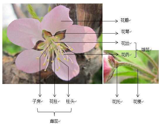 一朵完整的花需包含六个基本部分, 花梗,花托,花萼,花冠,雄蕊群和雌蕊
