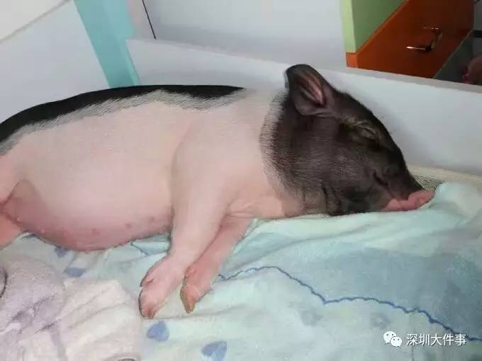深圳姑娘买"宠物猪"却长成300斤大肥猪!同吃同睡8年…被深深震撼了!