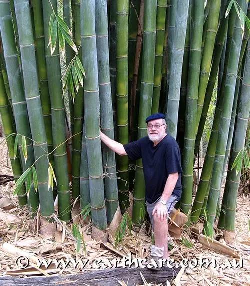 麻竹是一种丛生的高大竹子,用来做笋干的其实并不是它的竹笋,而是生长