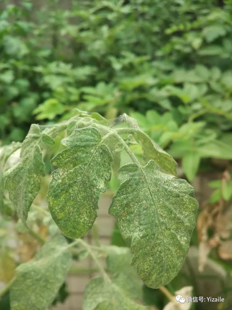 答:红蜘蛛,可以用生物药剂阿维菌素防治@陈怡君香瓜叶子上有斑点.