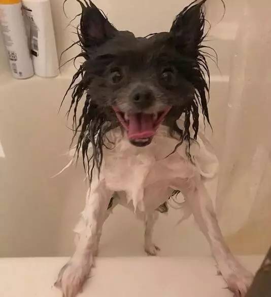 我家萌萌哒的狗子呢？洗澡怎么变成了这幅样子！