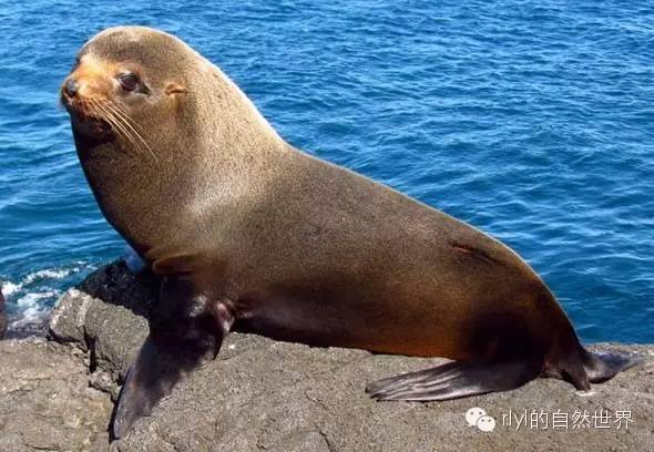 rlyl物种说今日加拉帕戈斯海狗galapagosfurseal