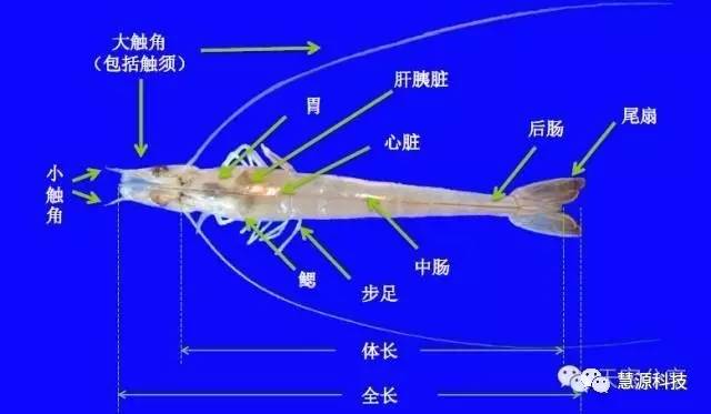 鱼,虾,蟹,小龙虾及鳖解剖图收藏贴(技术员必备)