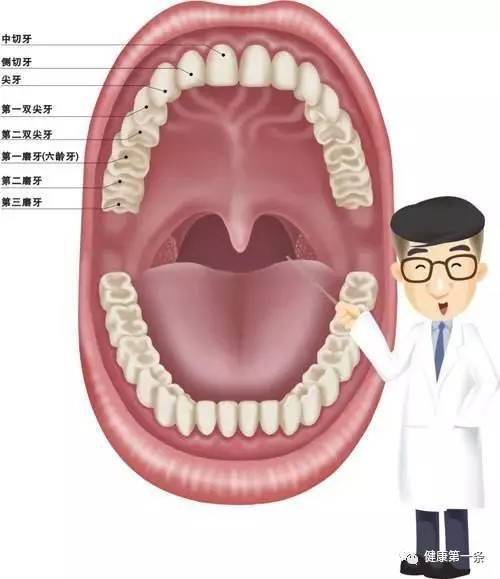 【产品名称】 名称:牙齿(以下简称本品) 英文名称:tooth,teeth.