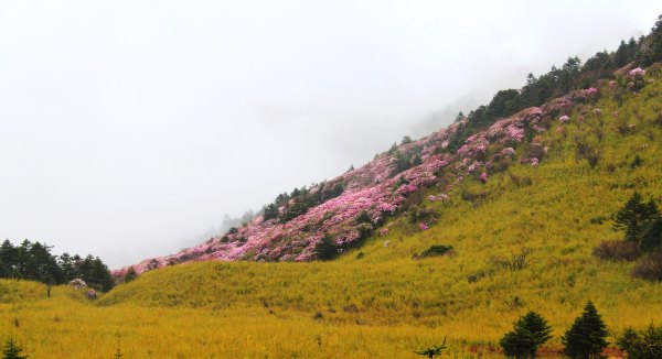 站在神农顶，伸手可摘星