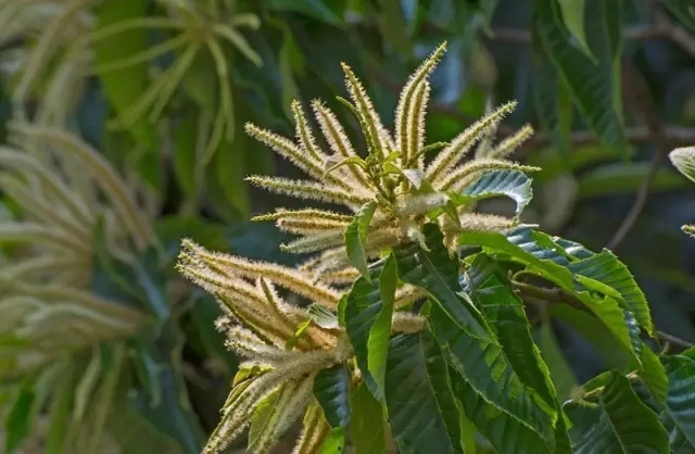 阳山岭背满山遍野都可以看到的板栗花,功效竟然这么多!