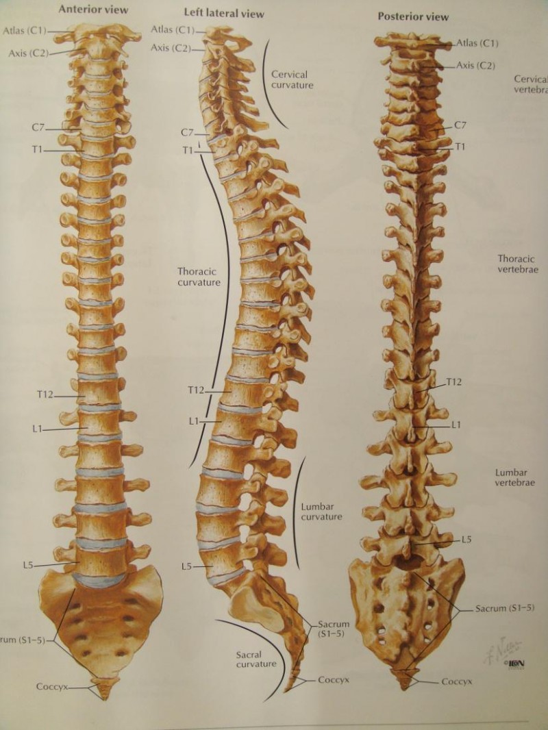 腰椎上接胸椎下连骨盆,下腰椎为负荷应力集中的部位,腰椎椎间盘易退变