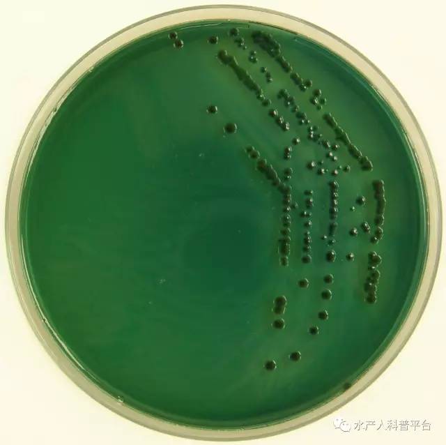 谈"弧菌"色变,但是至今你还没有见过它长什么样子