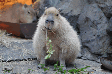 水豚(capybara)是最大的啮齿动物,它直立身高可达60厘米,其他啮齿类