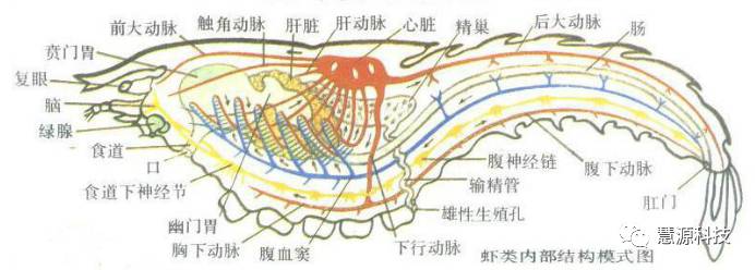 鱼,虾,蟹,小龙虾及鳖解剖图收藏贴(技术员必备)