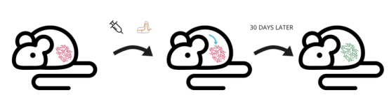 nature子刊 小鼠体内意料外的脱靶突变,让crispr陷入大危机?