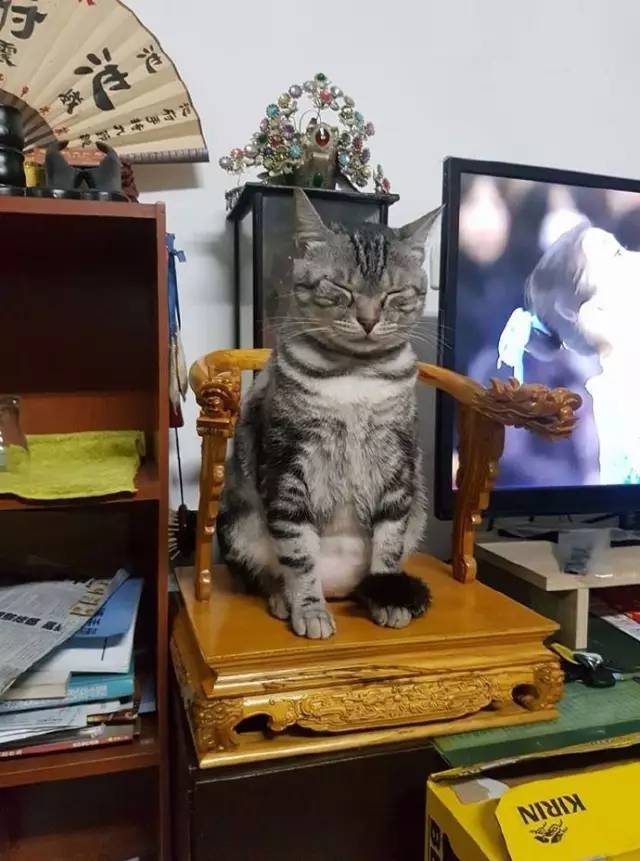 网友买了把龙椅要给神明坐，没想到猫咪看到后，竟然...