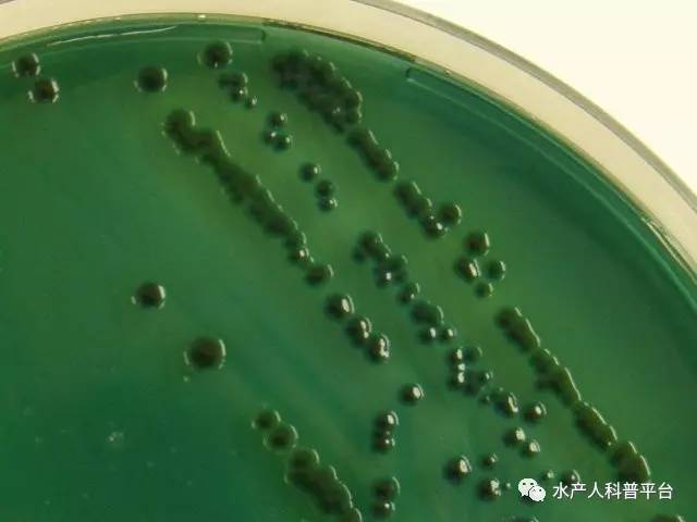 溶藻弧菌(vibrio alginolyticus)