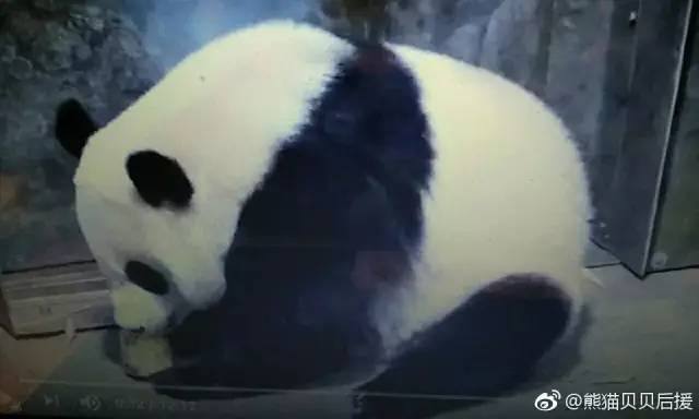 中国熊猫在美国被残忍虐待？挨饿电击，骨肉分离，高龄滚妈沦为生仔机器？全球网友都炸了！