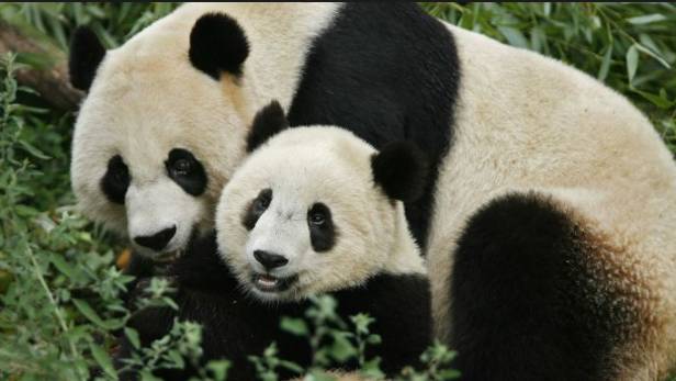 中国熊猫在美国被残忍虐待？挨饿电击，骨肉分离，高龄滚妈沦为生仔机器？全球网友都炸了！