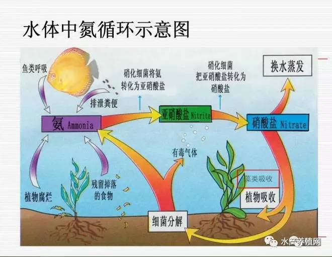 (进入氮循环)