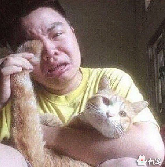 男主人失恋痛哭，橘猫“献身”为主人解忧