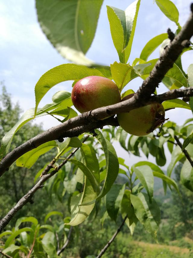 荥阳向南一小时新密藏个quot;美玉桃源quot;还是免费的！