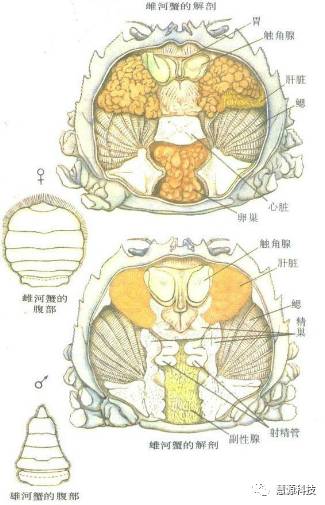 鱼,虾,蟹,小龙虾及鳖解剖图收藏贴(技术员必备)