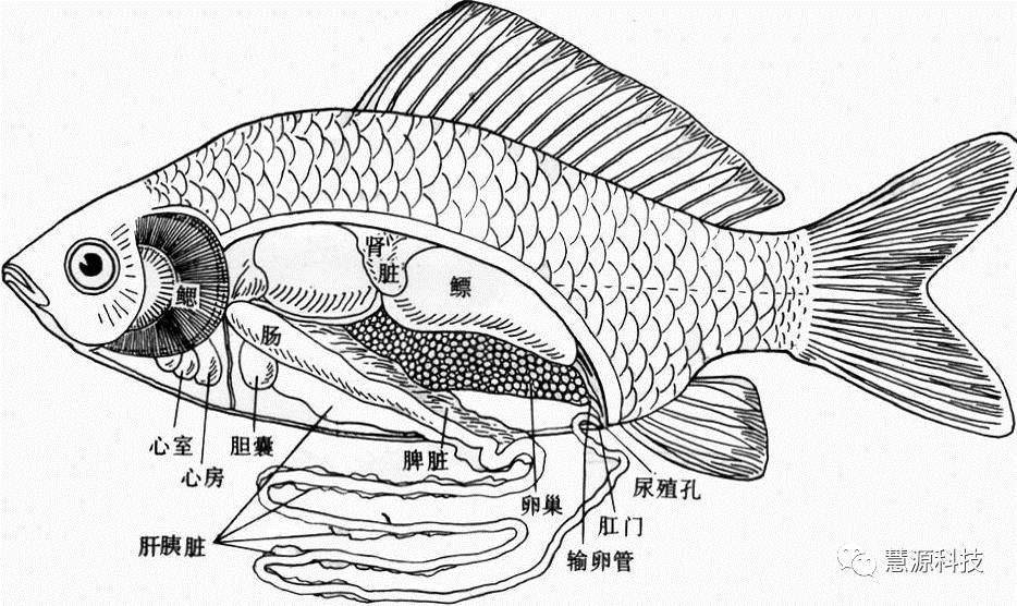 鱼虾蟹小龙虾及鳖解剖图收藏贴技术员必备