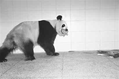 大熊猫时常到沟外的村寨活动,有一只大熊猫曾先后吃掉村民们30余只羊