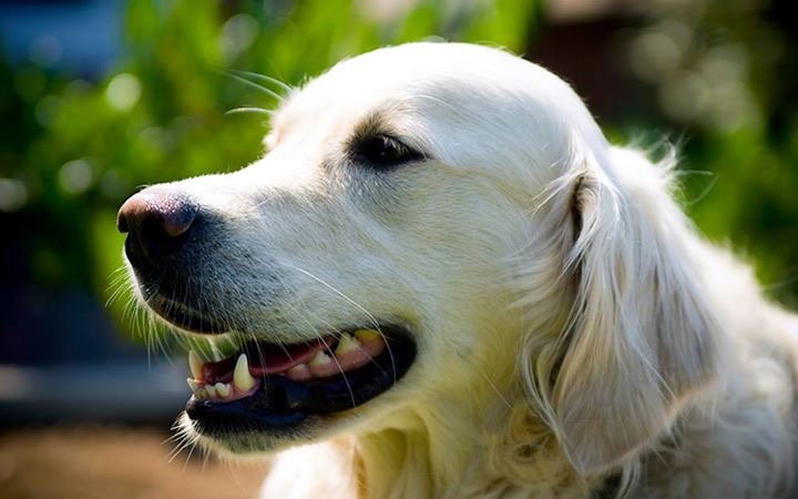 哪些原因导致狗狗情绪紧张？该如何舒缓不安？