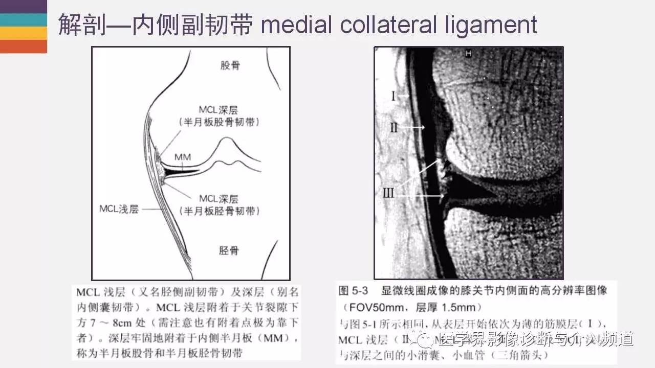 来源|医学界影像诊断与介入频道作者丨magic膝关节内侧副韧带解剖及