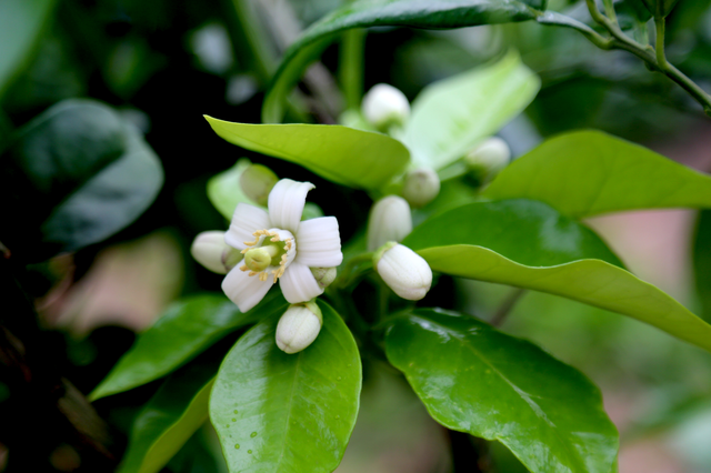 稀奇六月柚子树又开花现花果同树现象