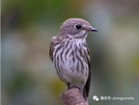 怎么办?此外,还要看额部的颜色,灰纹鹟的额部有一狭窄的白色横带.