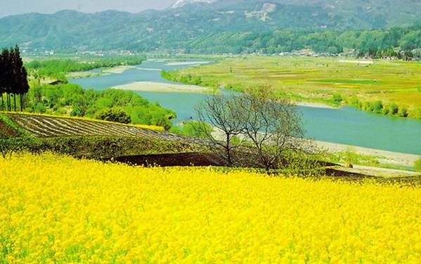 油菜花基地