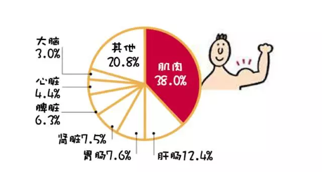 喝白水都长胖?基础代谢率是关键!